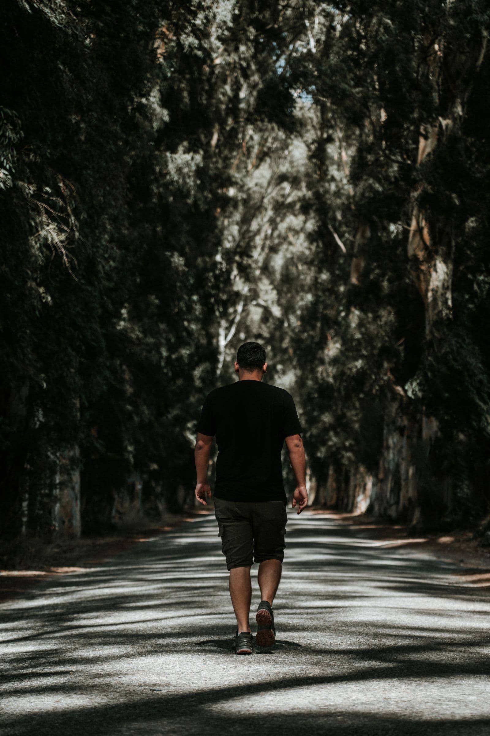 A person walking alone down a sunlit, tree-lined path